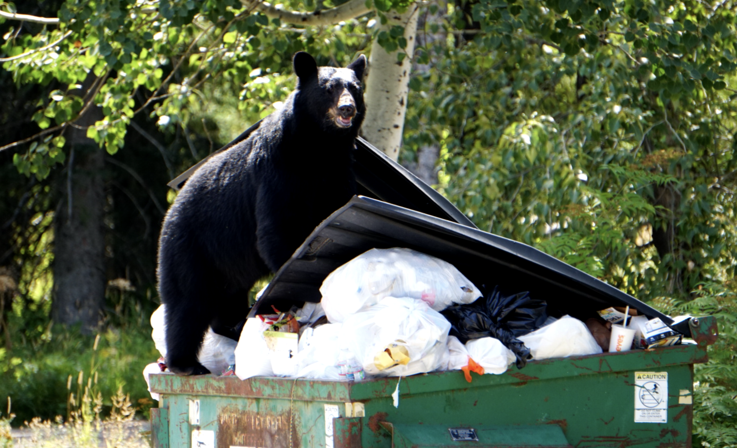 Missoula lagging, but funding for bear-smart projects available - Vimarsana News